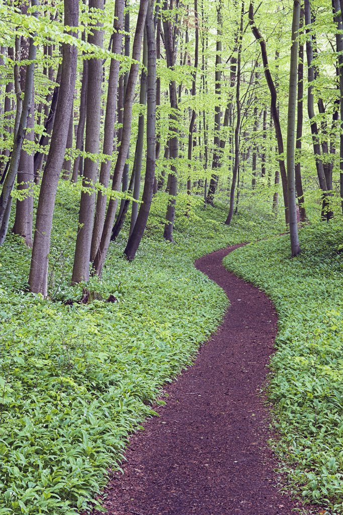 Detail of Trail Through Trees in Forest by Anonymous