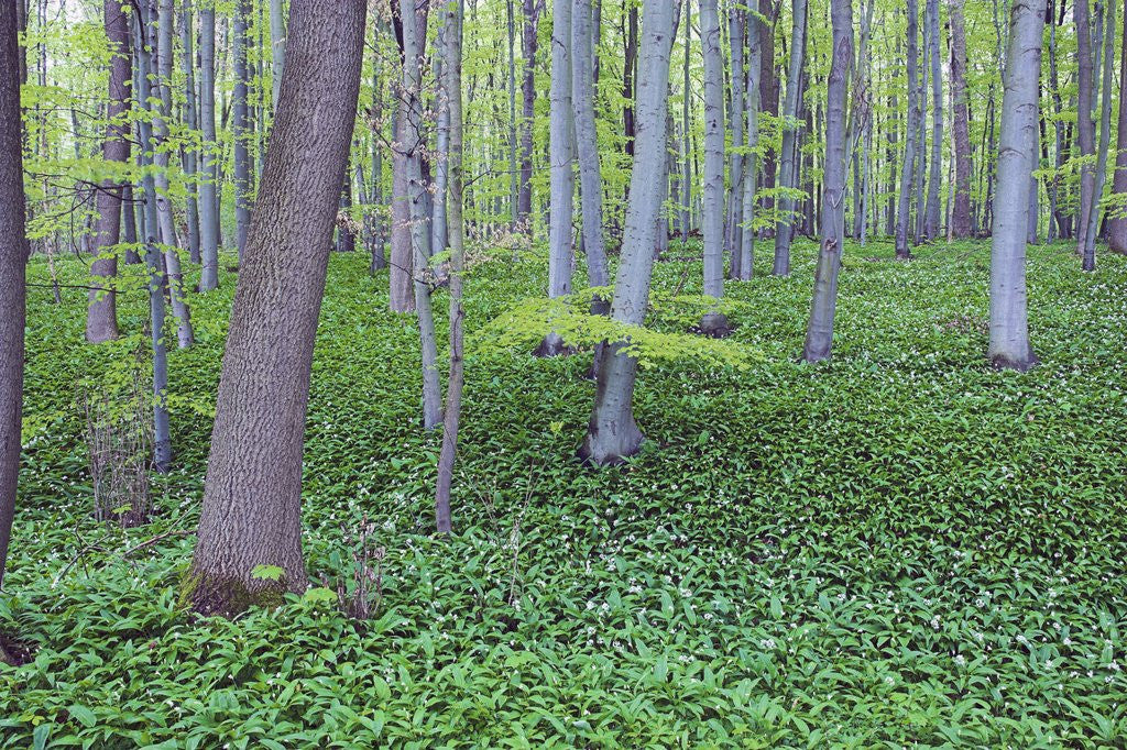 Detail of Trees in Forest by Anonymous