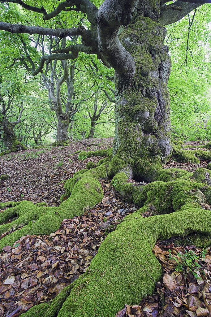 Detail of Old Tree With Surface Roots in Forest by Anonymous