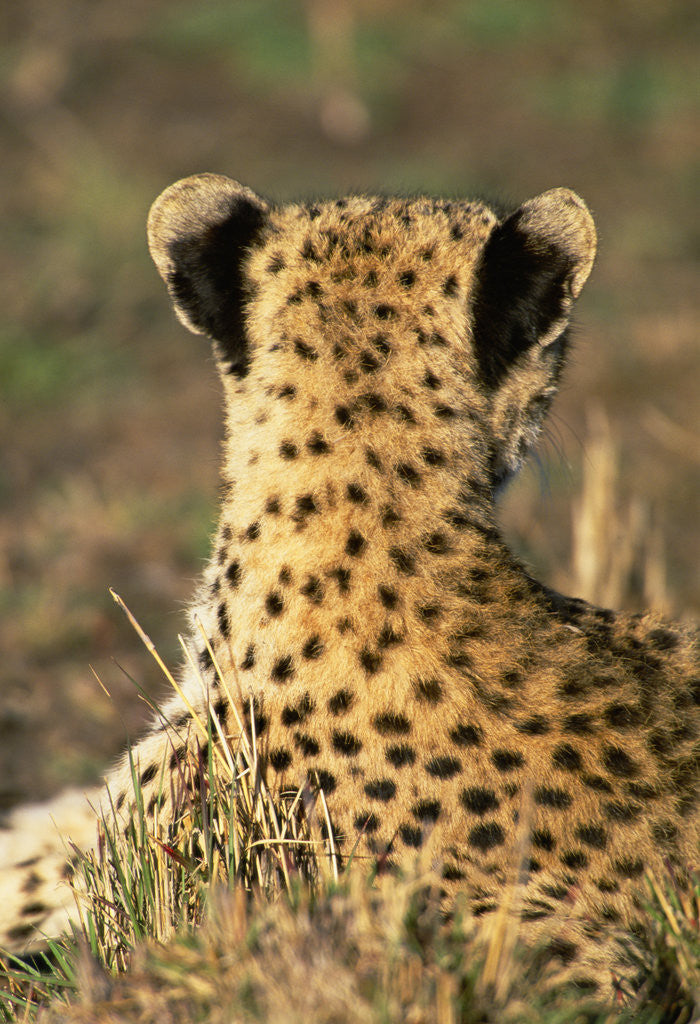 Detail of Cheetah Cub by Anonymous