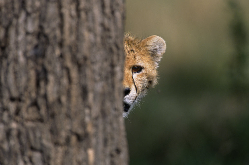 Detail of Cheetah Cub Hiding Behind Tree Trunk by Corbis