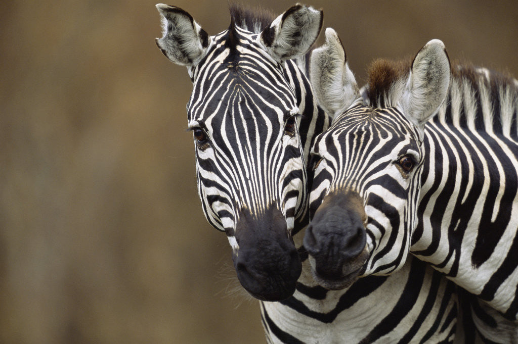 Detail of Burchell's Zebras by Anonymous
