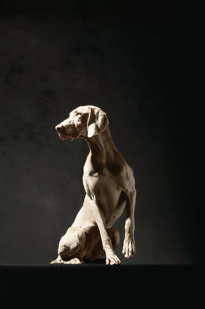Detail of Alert Weimaraner by Anonymous