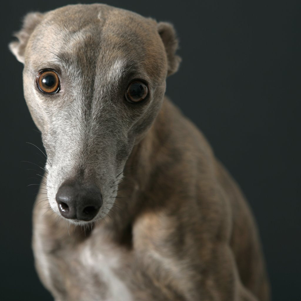 Detail of Whippet with Pleading Eyes by Corbis