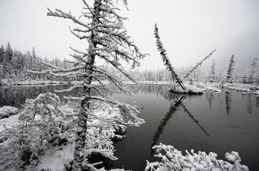 Detail of Pond and Forest in Winter by Anonymous