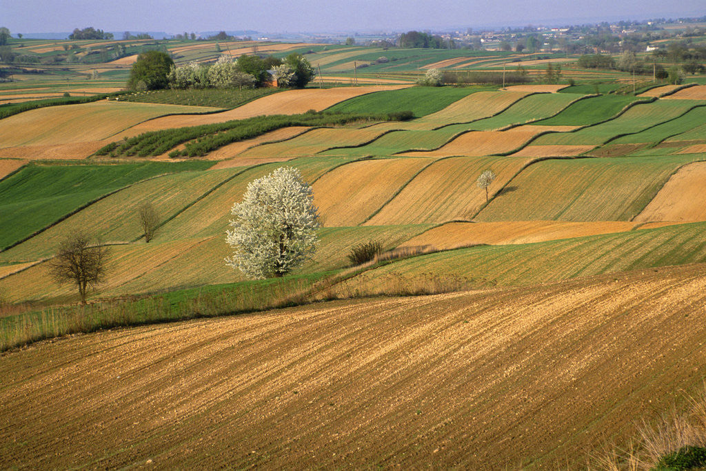 Detail of Agricultural Fields on Farm by Anonymous