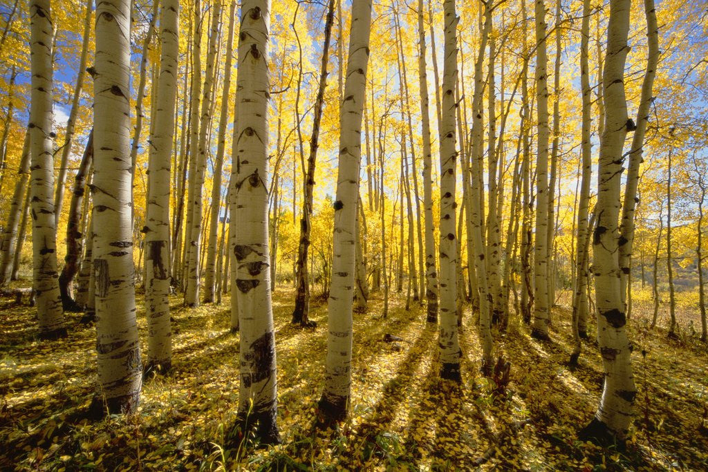 Detail of Aspen Trees in Autumn by Anonymous