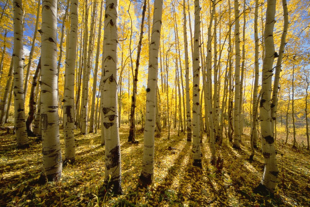 Detail of Aspen Trees in Autumn by Corbis
