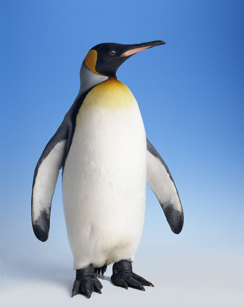 Detail of King Penguin by Anonymous