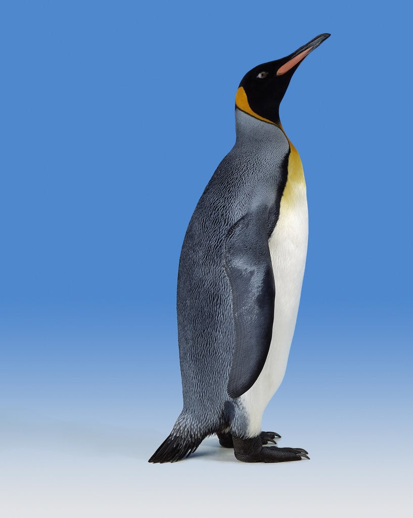 Detail of King Penguin by Anonymous