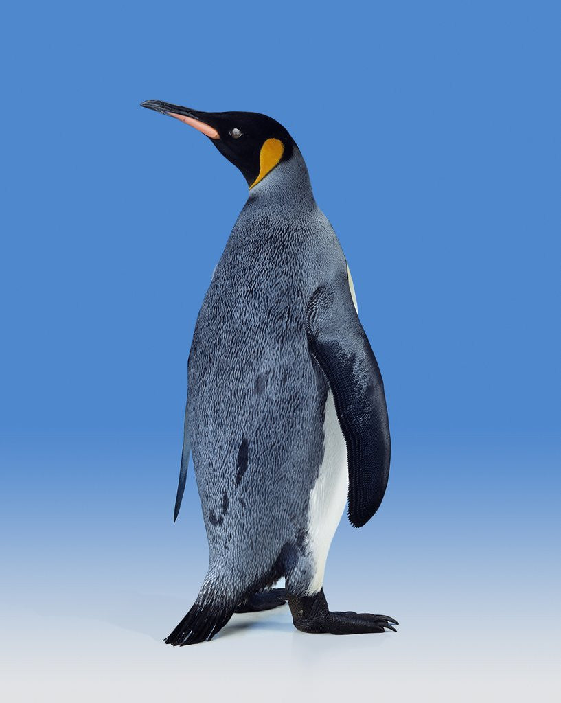 Detail of King Penguin by Anonymous