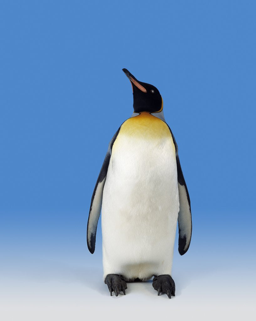 Detail of King Penguin by Anonymous