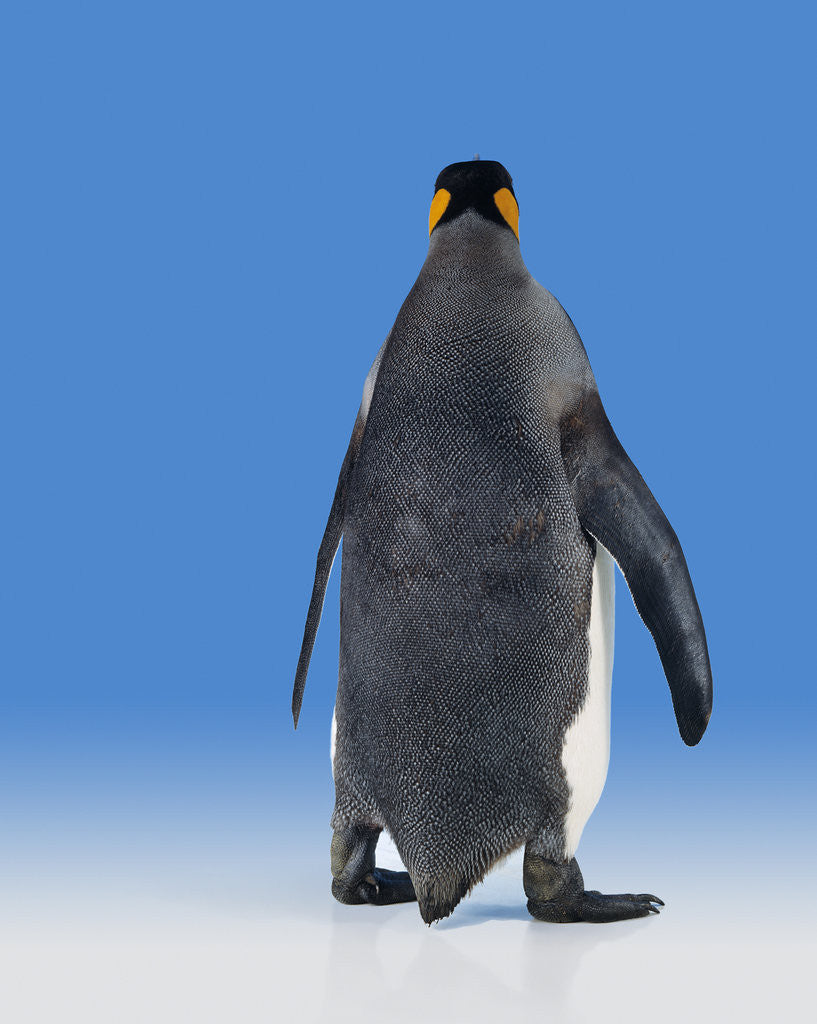 Detail of King Penguin by Anonymous