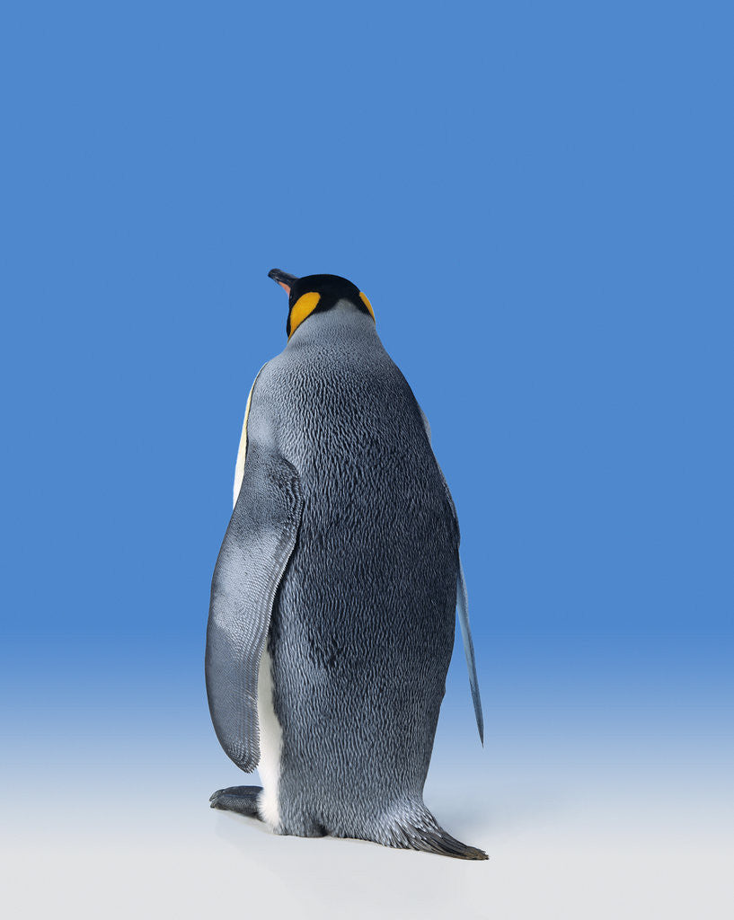 Detail of King Penguin by Anonymous