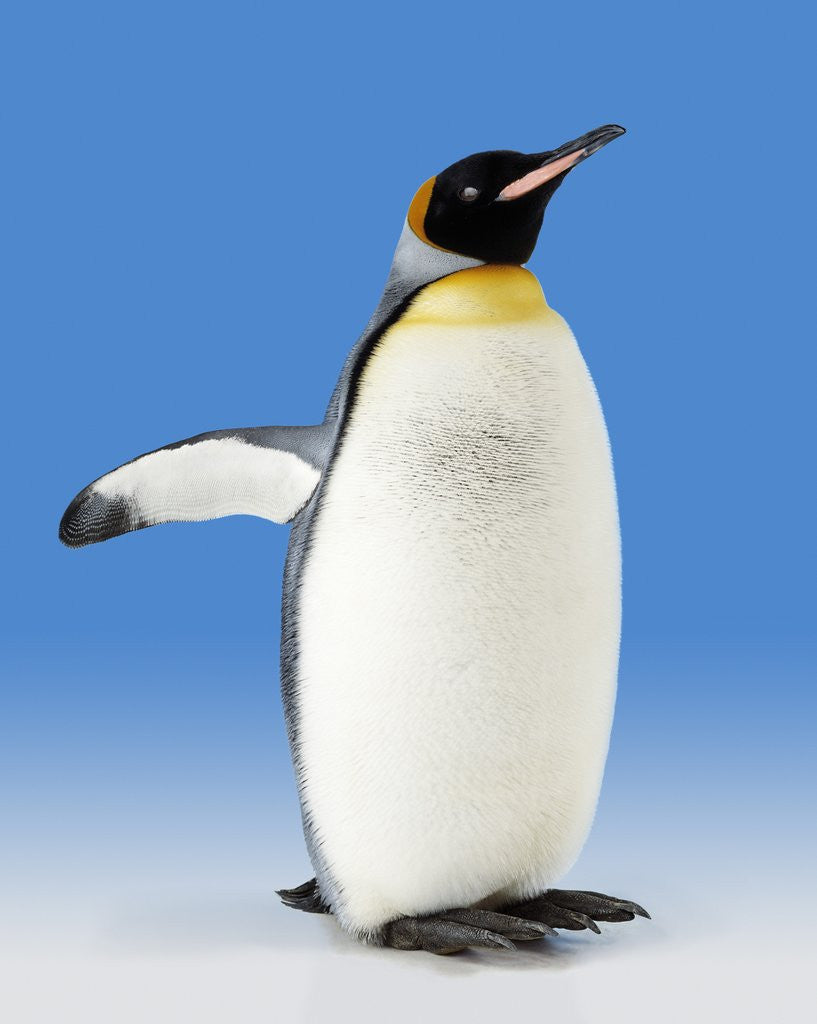 Detail of King Penguin by Anonymous