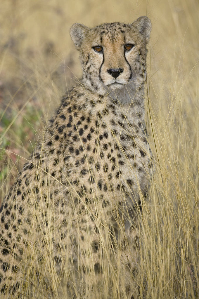 Detail of Cheetah in Tall Grass by Anonymous