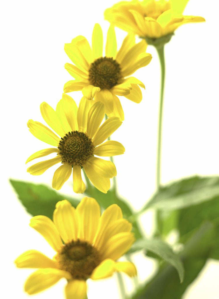 Detail of Yellow Daisy by Anonymous