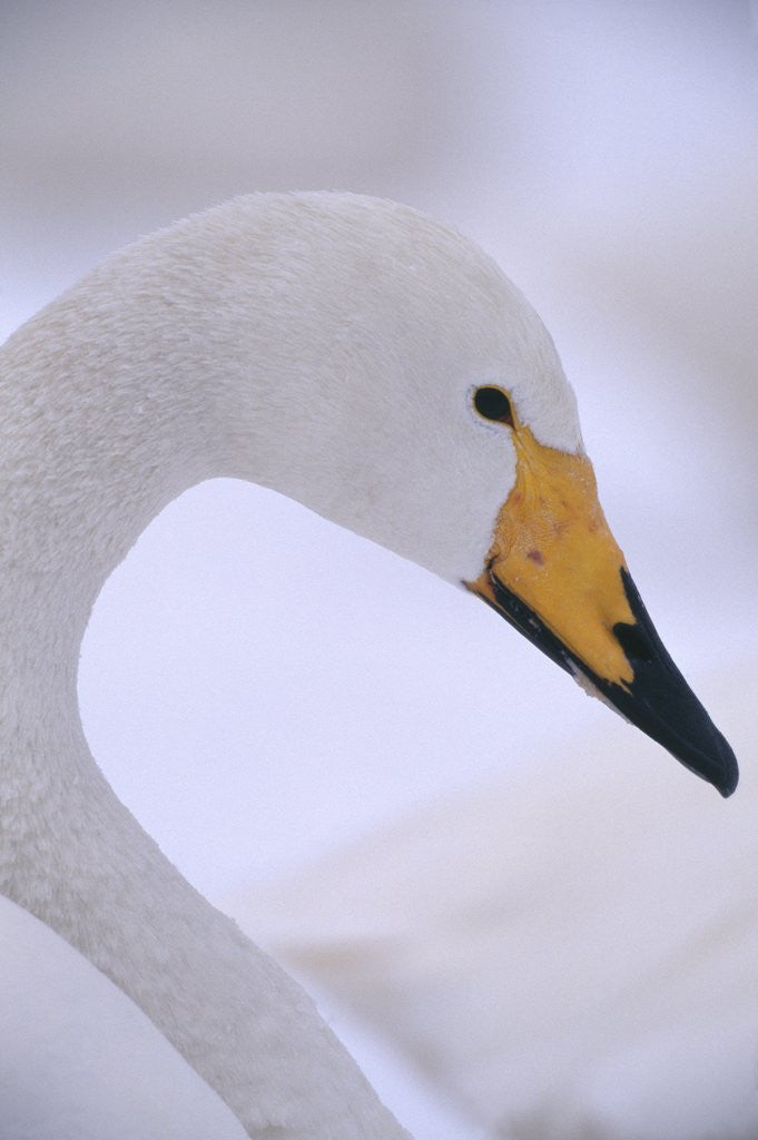 Detail of Whooper Swan by Corbis