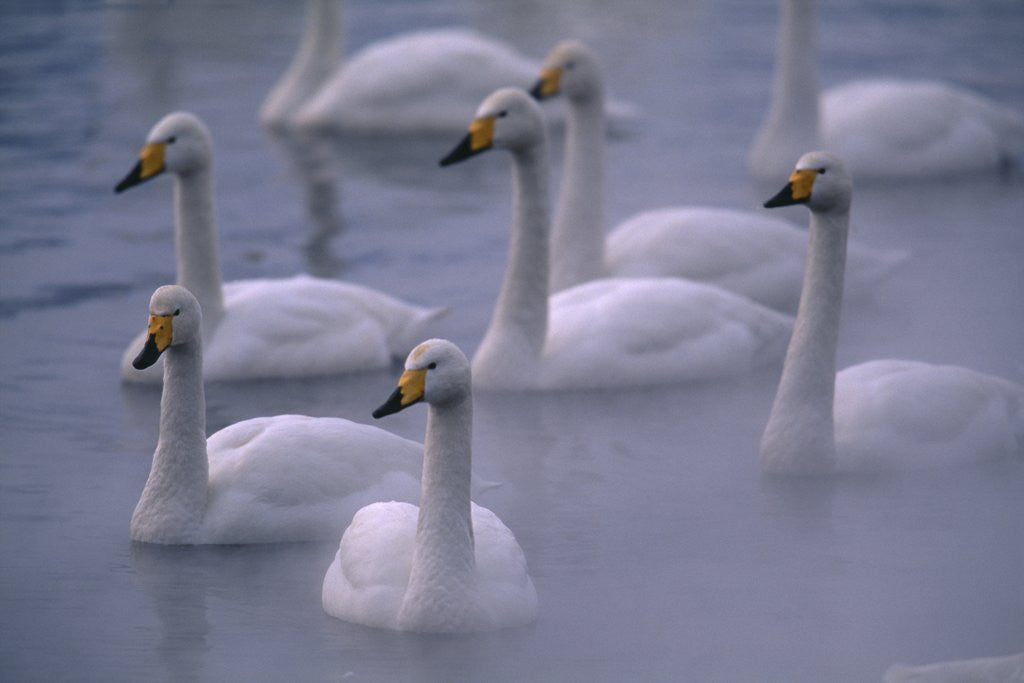 Detail of Whooper Swans in Water by Anonymous