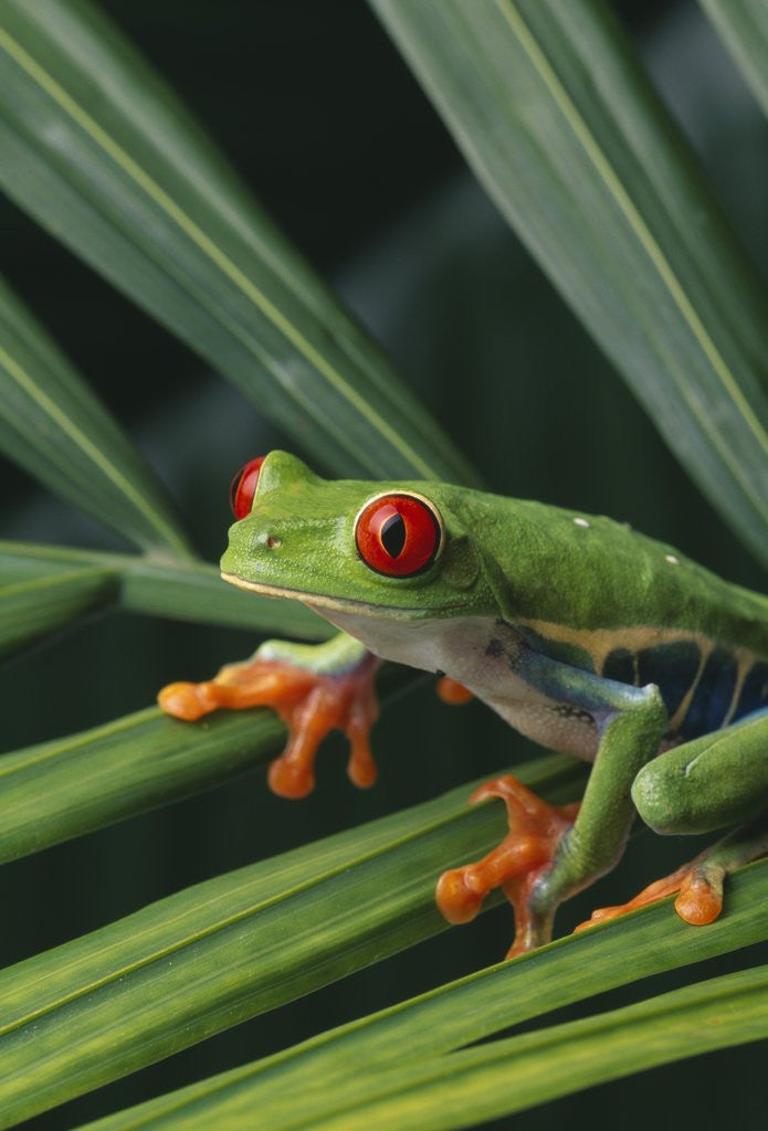 Detail of Red Eyed Tree Frog on Plant by Corbis