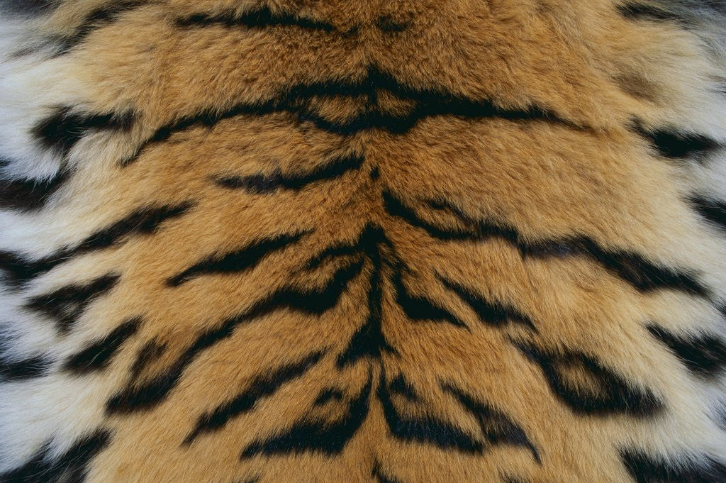 Detail of Tiger Fur by Anonymous