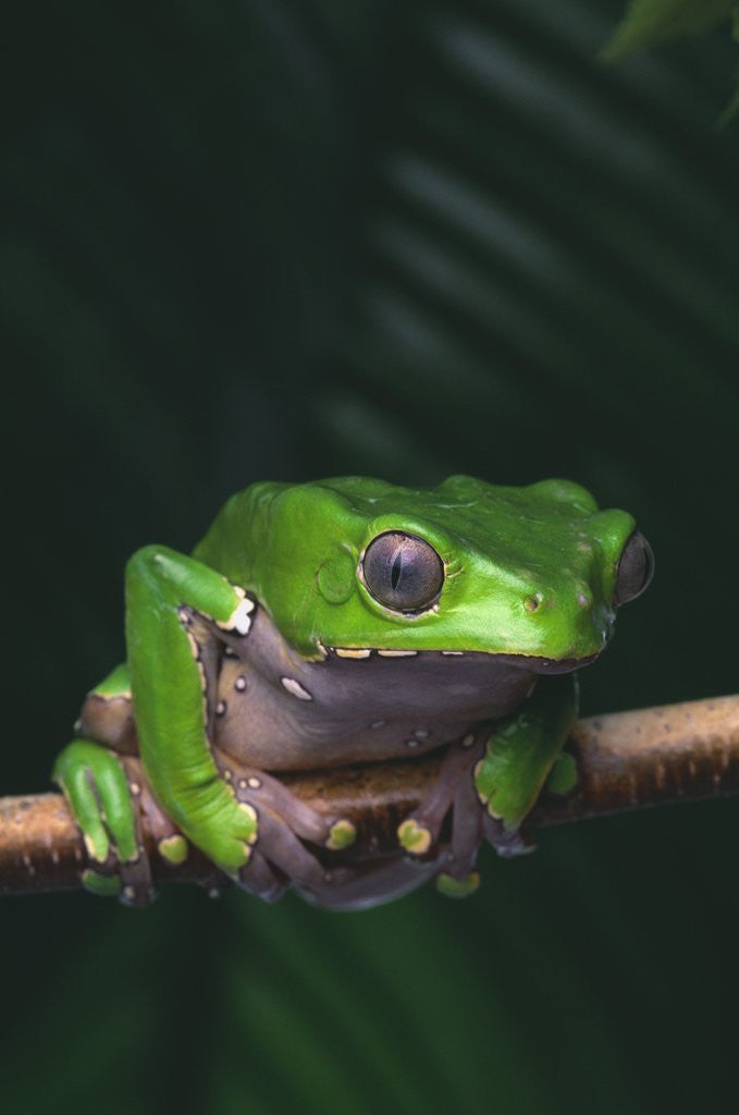 Detail of Monkey Tree Frog Perched on Twig by Anonymous