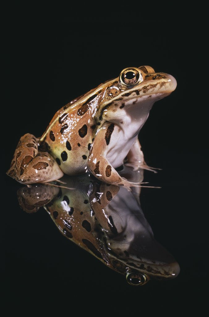 Detail of Leopard Frog by Anonymous