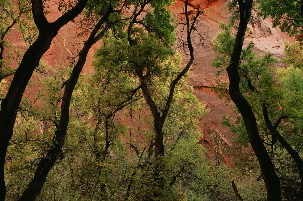 Detail of Trees in Zion National Park by Anonymous
