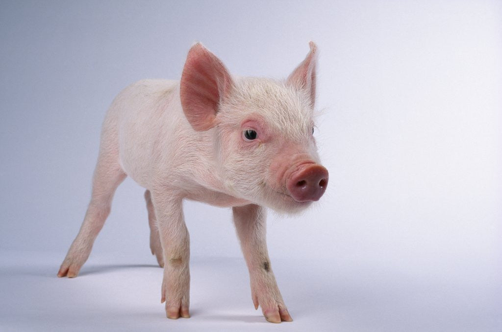 Detail of Yorkshire Piglet by Corbis