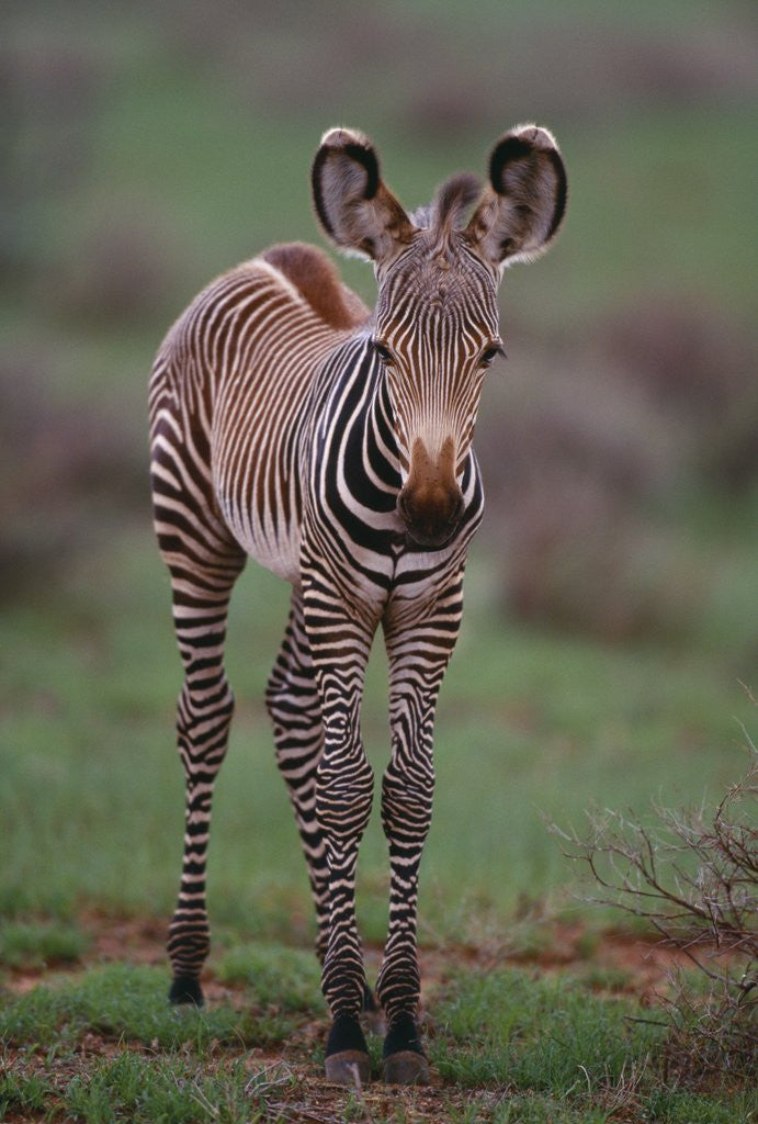 Detail of Zebra Calf by Anonymous