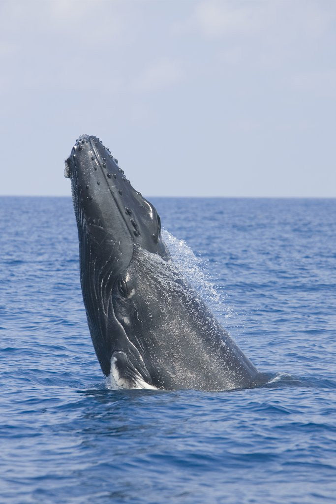 Detail of Humpback Whale Breaching by Anonymous