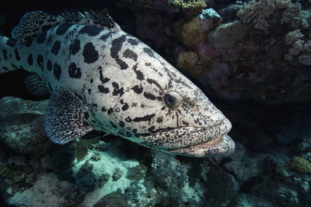 Detail of Potato Cod in the Great Barrier Reef by Anonymous