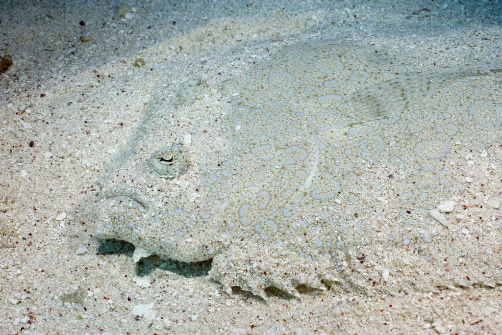 Detail of Flowery Flounder Camouflaged Into Sand Bottom by Anonymous