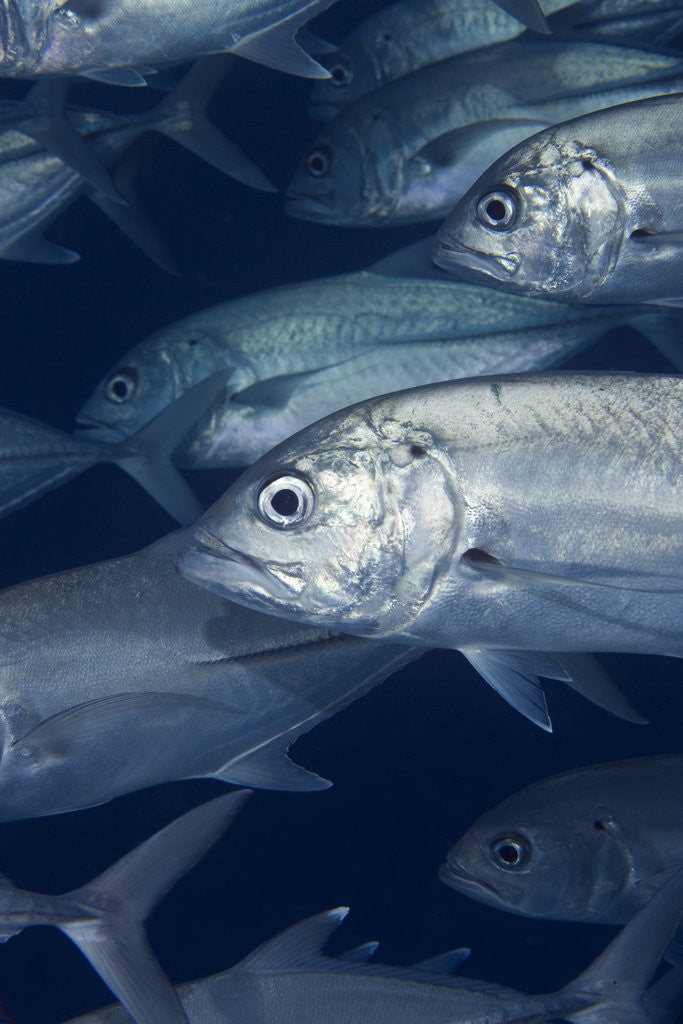 Detail of Bigeye Trevally in Australia by Anonymous