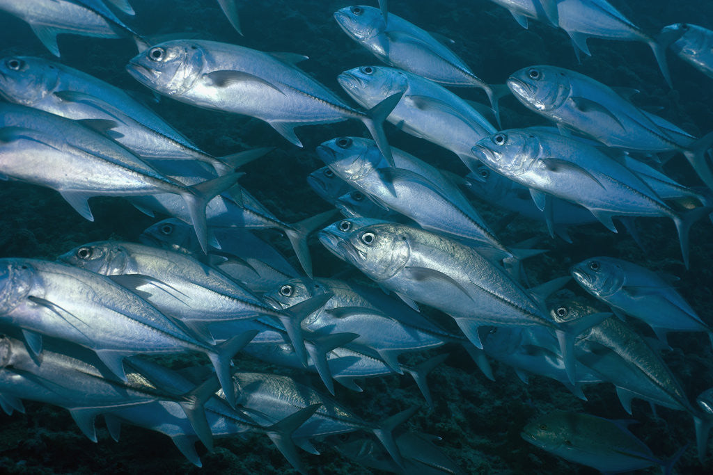 Detail of Schooling Bigeye Jack by Anonymous