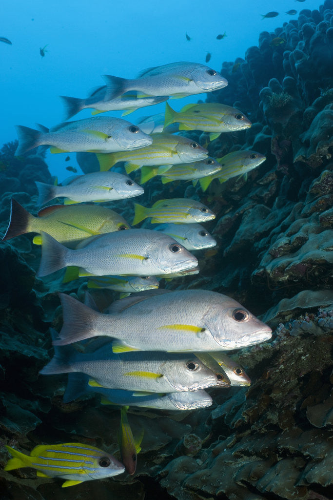 Detail of Onespot Snapper and Bluelined Snapper by Anonymous