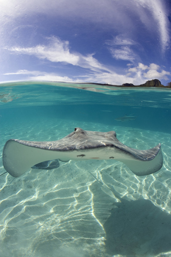 Detail of Tahitian Stingray in French Polynesia by Corbis