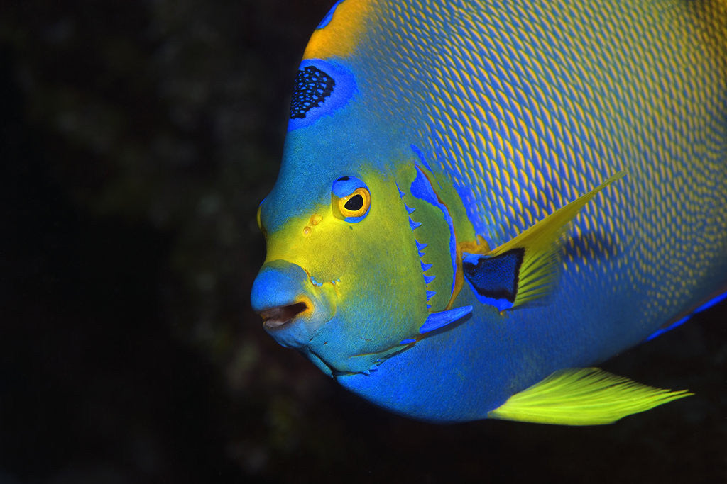 Detail of Queen Angelfish in Key Largo by Anonymous