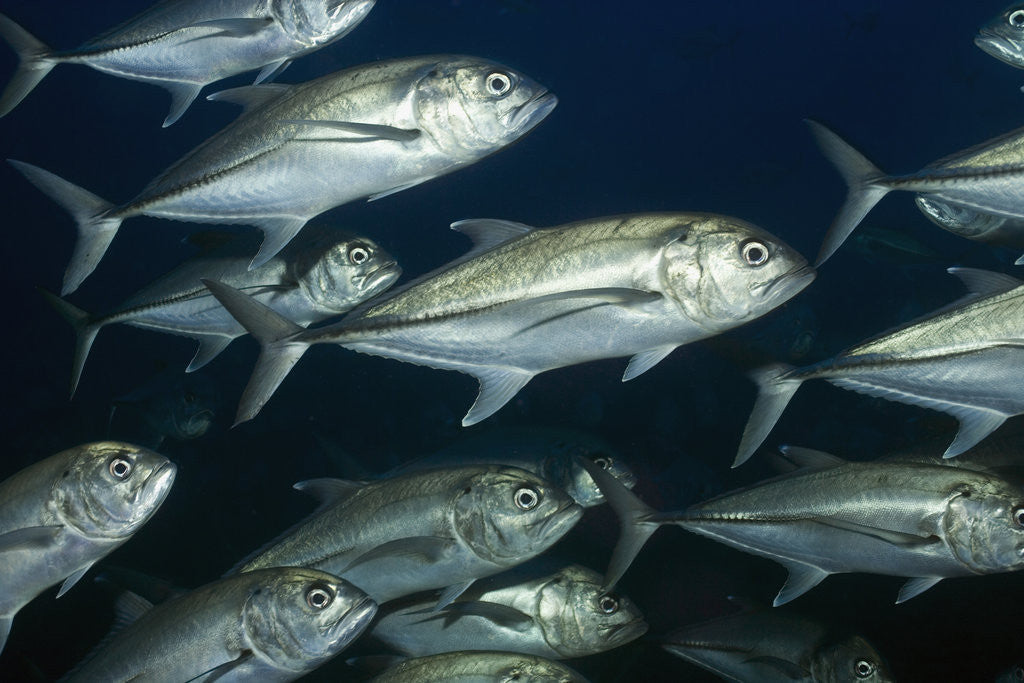Detail of School of Bigeye Jack by Anonymous