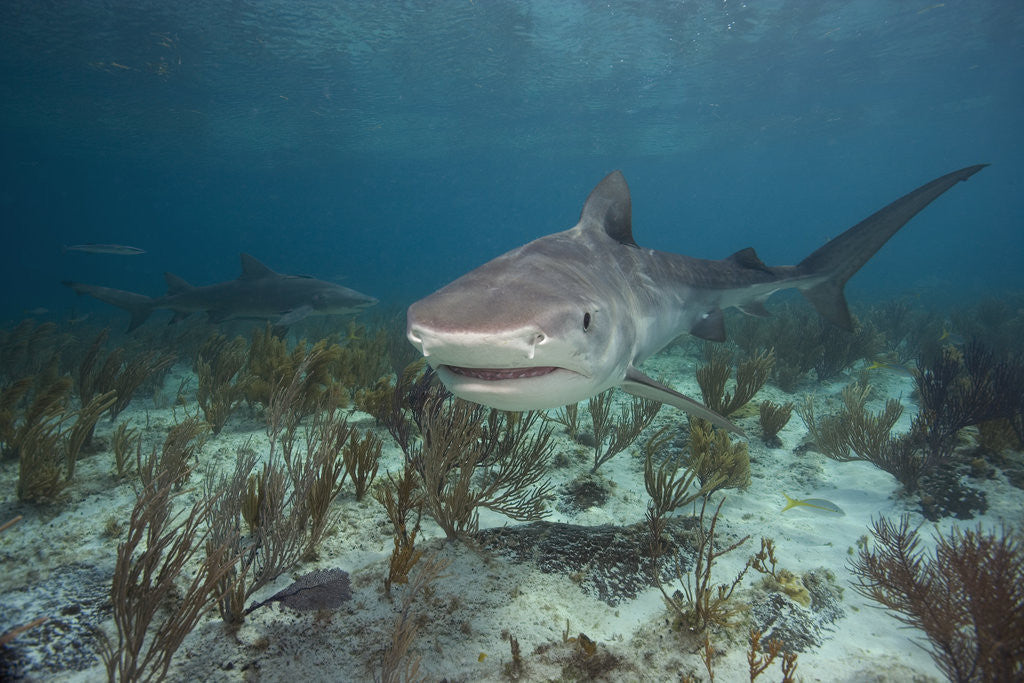 Detail of Tiger Shark in the Bahamas by Anonymous