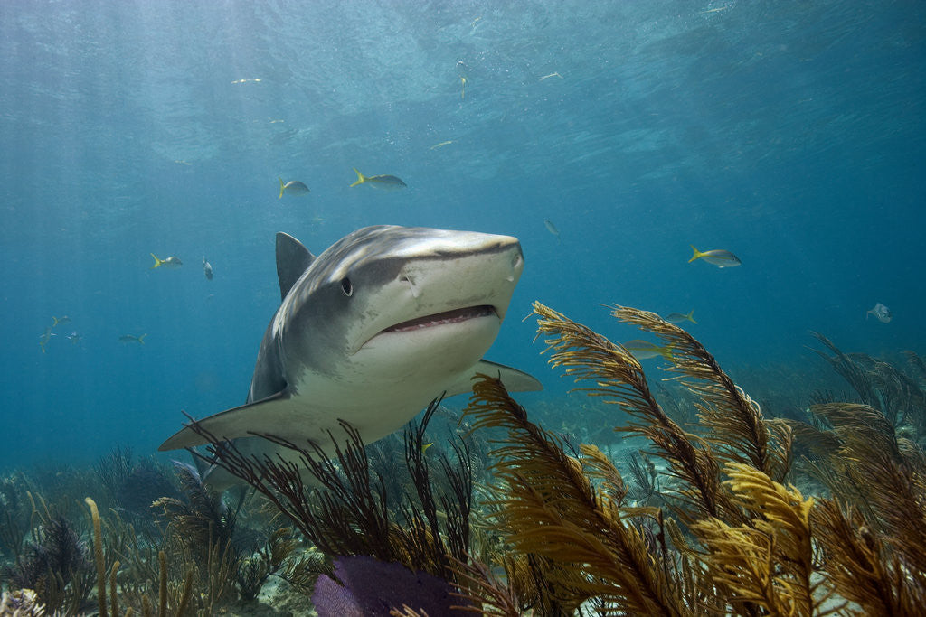 Detail of Tiger Shark in the Bahamas by Corbis