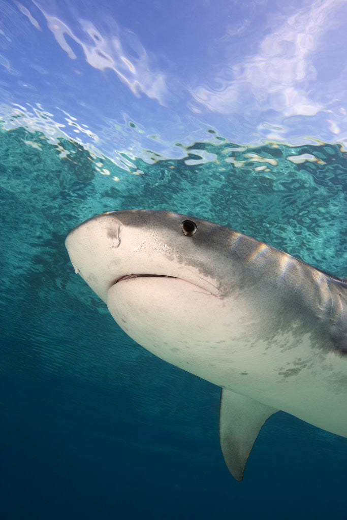 Detail of Tiger Shark in the Bahamas by Anonymous