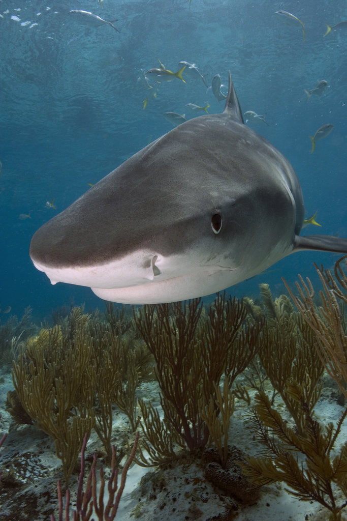 Detail of Tiger Shark in the Bahamas by Anonymous