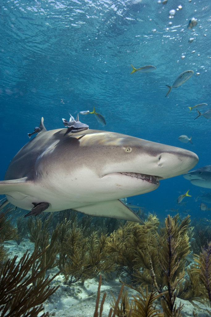 Detail of Lemon Shark in the Bahamas by Anonymous