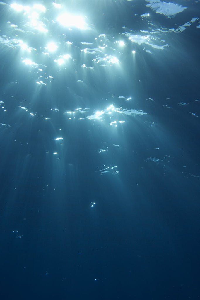 Detail of Sunbeams From Underwater by Anonymous