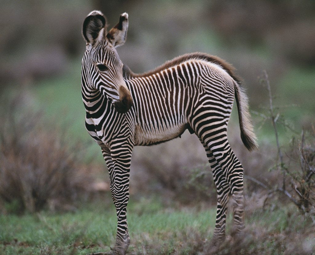 Detail of Young Grevy's Zebra by Anonymous