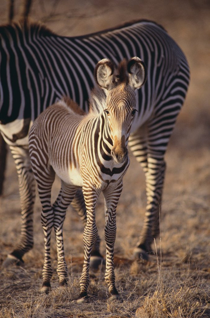 Detail of Baby Zebra by Anonymous