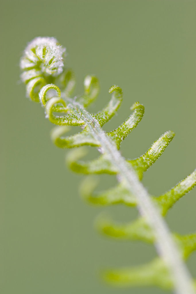Detail of Curled Fern Frond by Anonymous