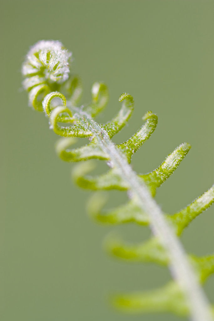 Detail of Curled Fern Frond by Corbis