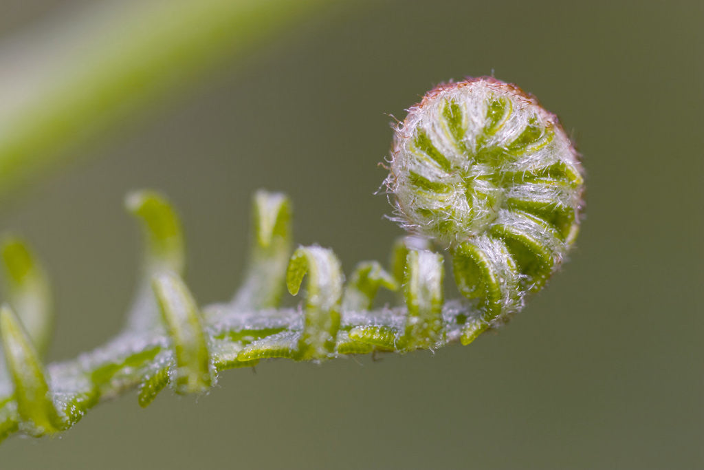 Detail of Curled Fern Frond by Corbis